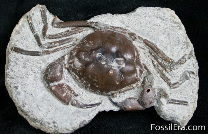 Fossil Crab From Washington - Great Legs #7320